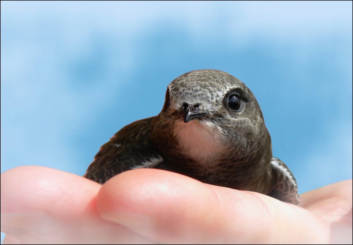 Стриж обыкновенный птенец