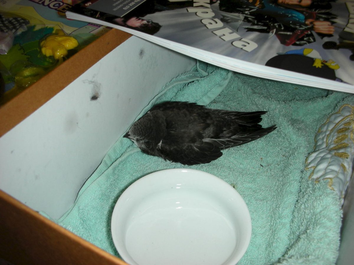 Птенец черного стрижа