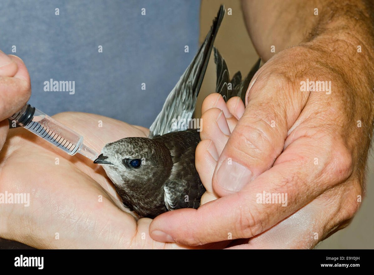 Стриж птица фото