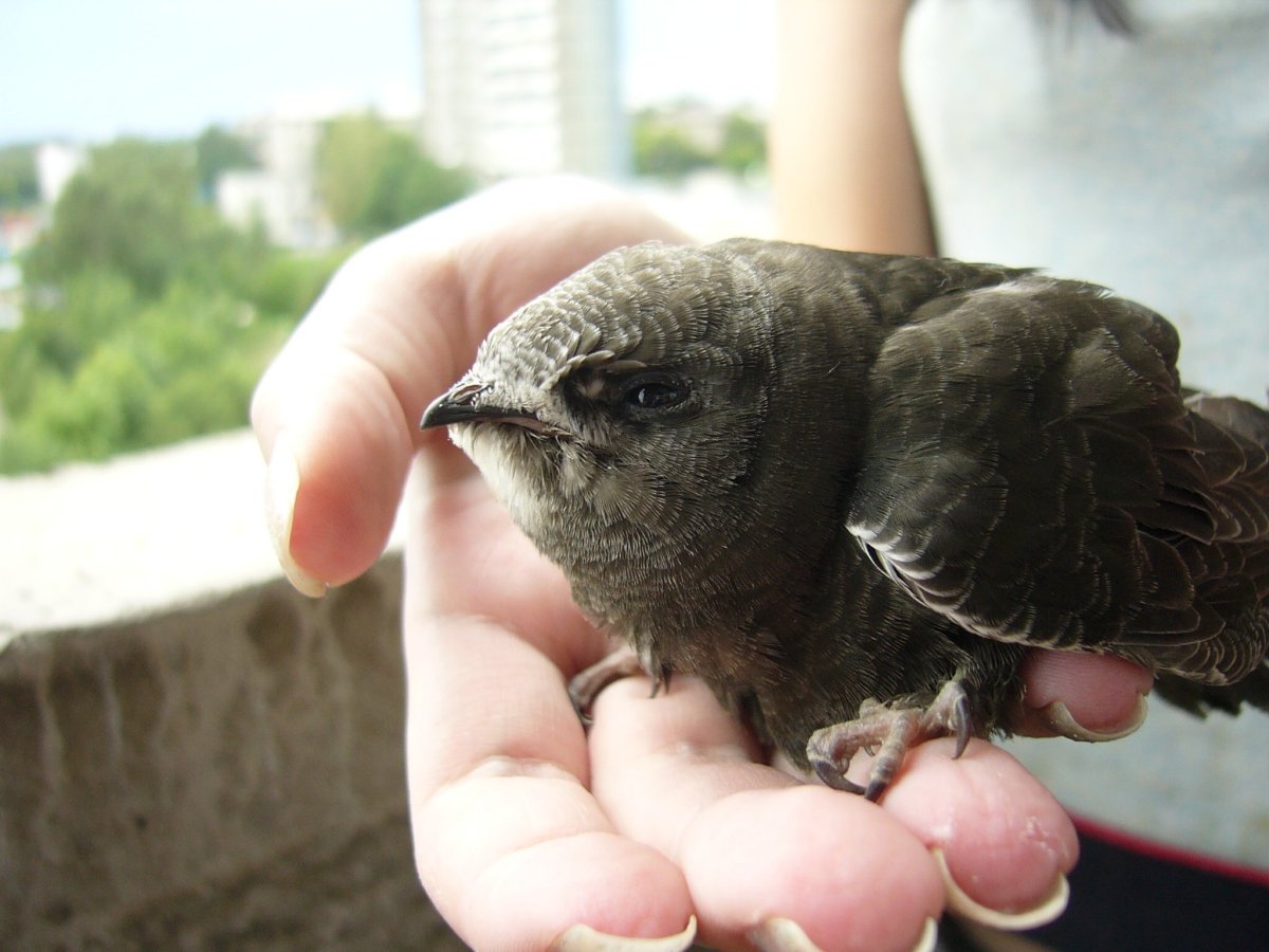 Слеток стрижа