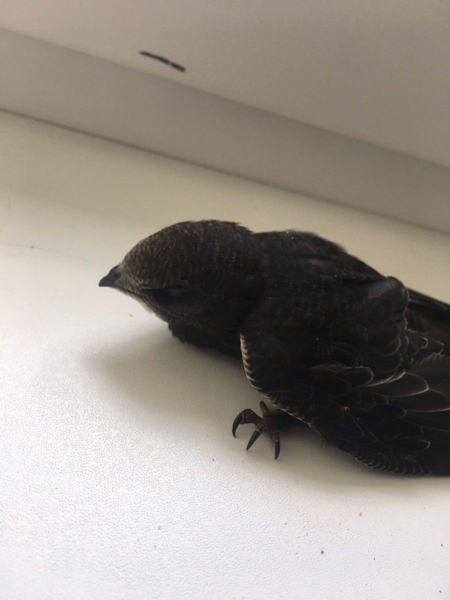 Птенец черного стрижа