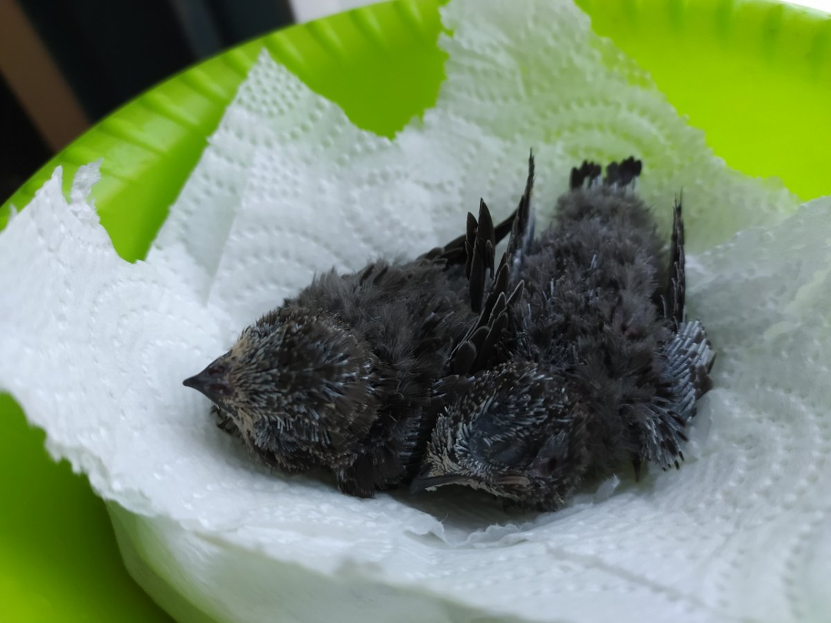 Насекомоядные птицы Стриж