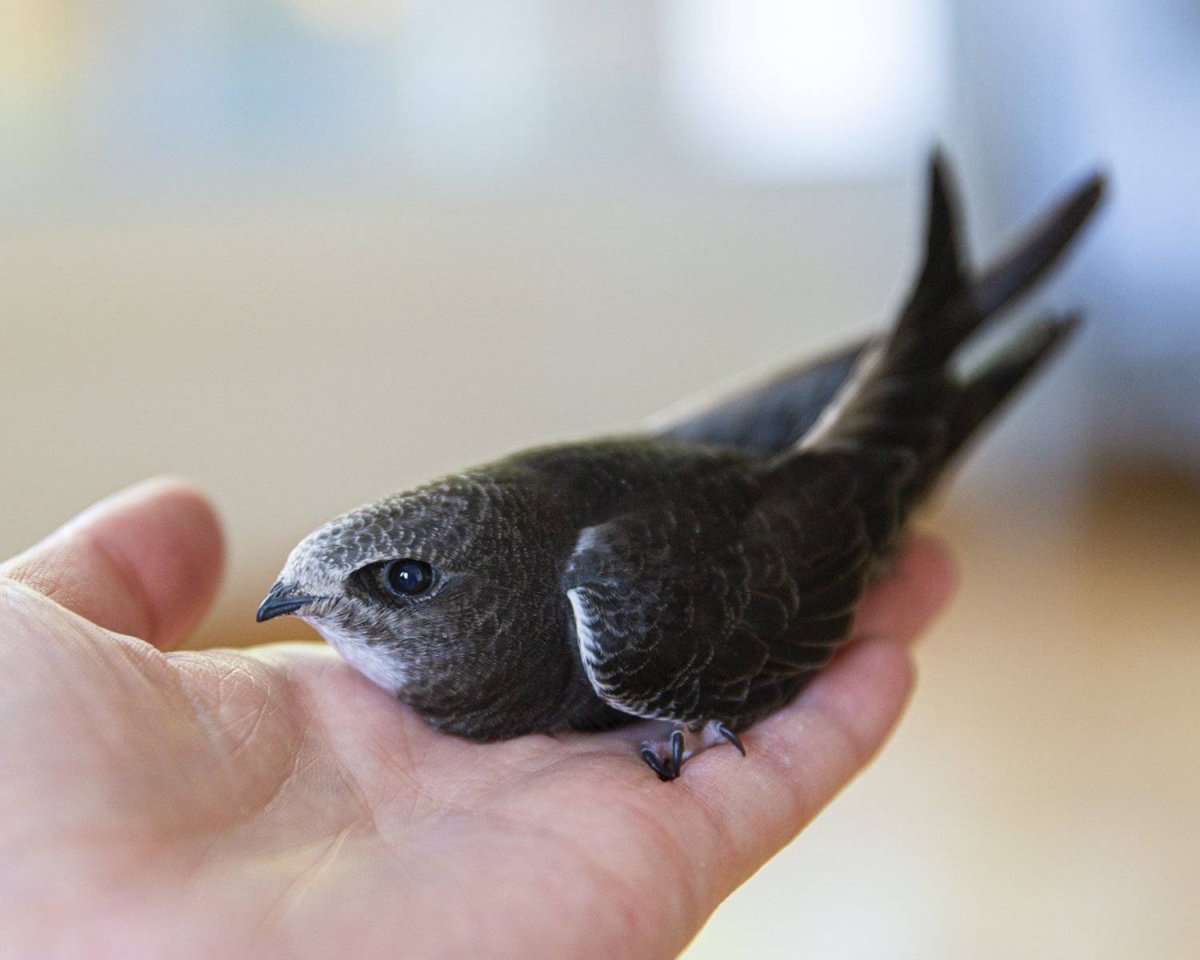 Птенец белобрюхого стрижа