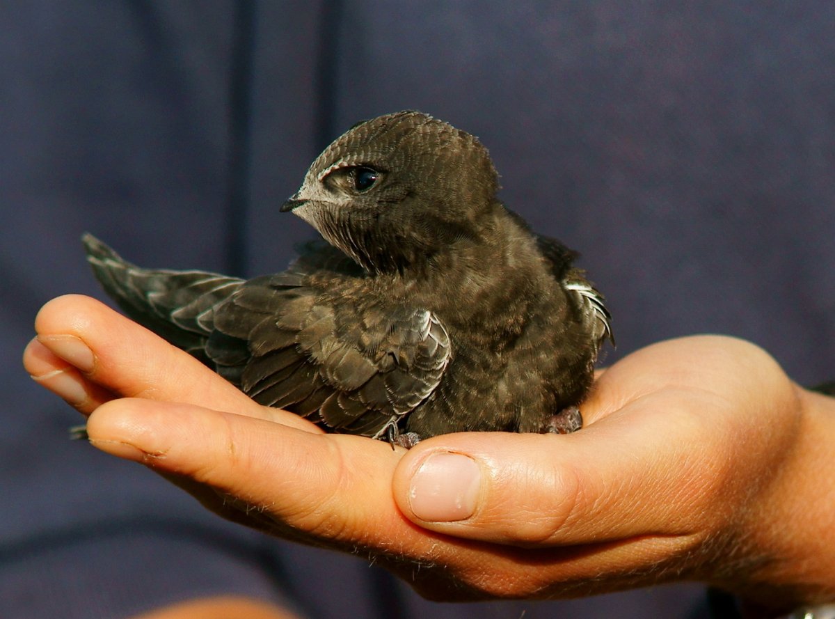 Слеток стрижа