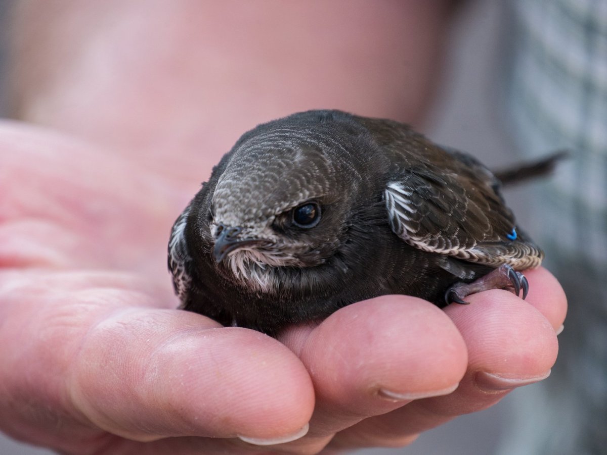 Корм для Стрижей