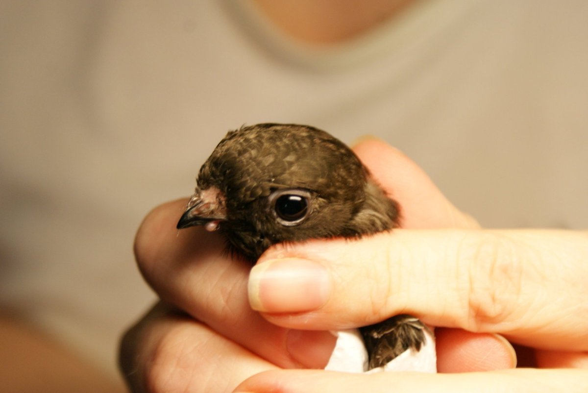 Птенцы подростки стрижа