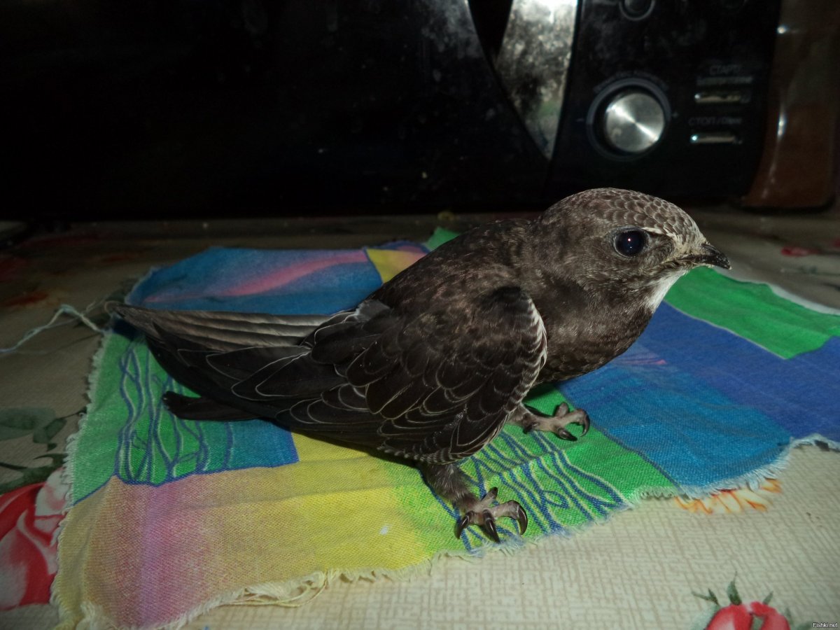 Стриж кусается