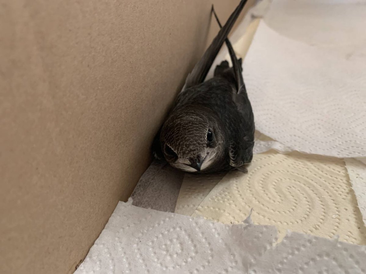 Птенцы Стрижи неоперенные