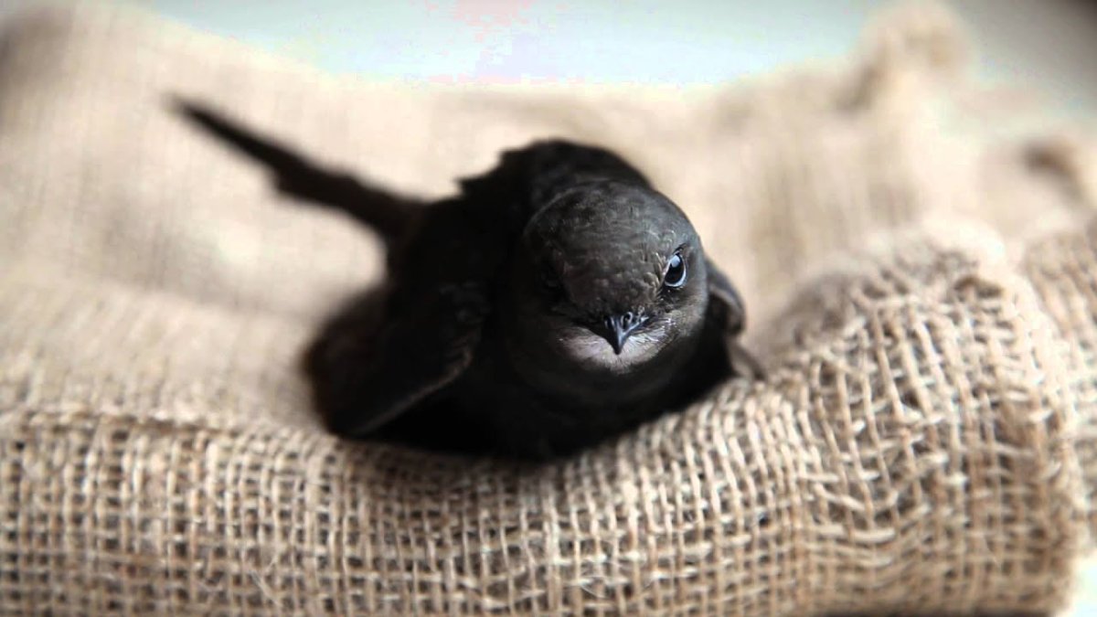 Возраст птенца стрижа