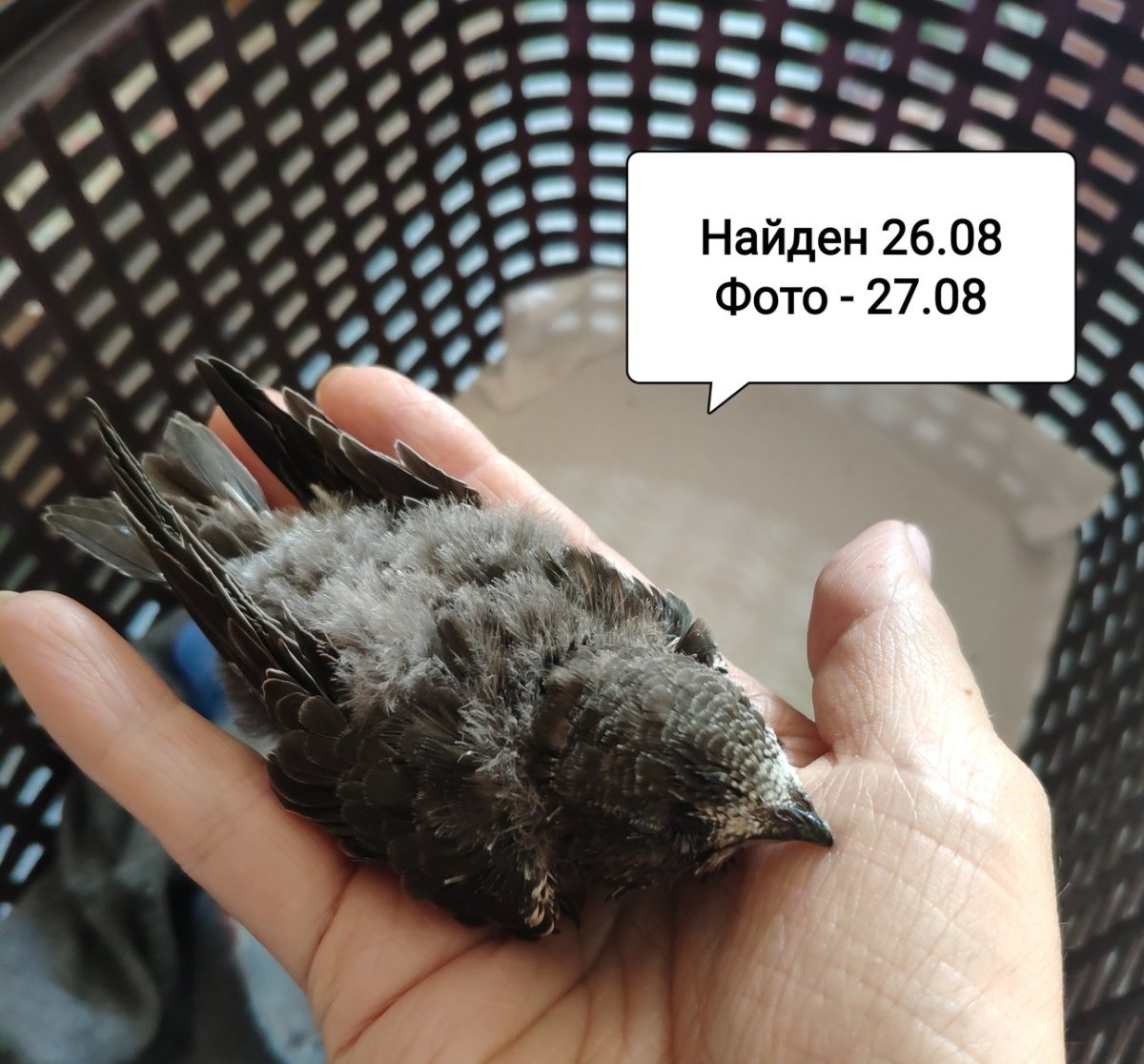 Птенец стрижа