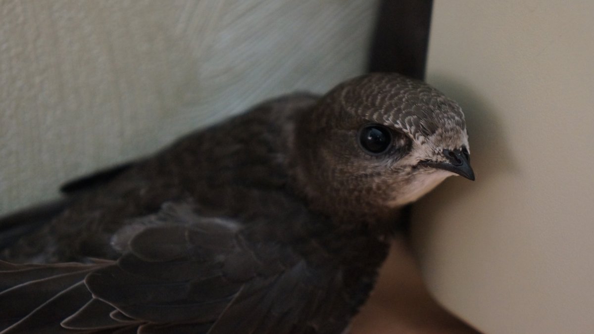 Птенец стрижа