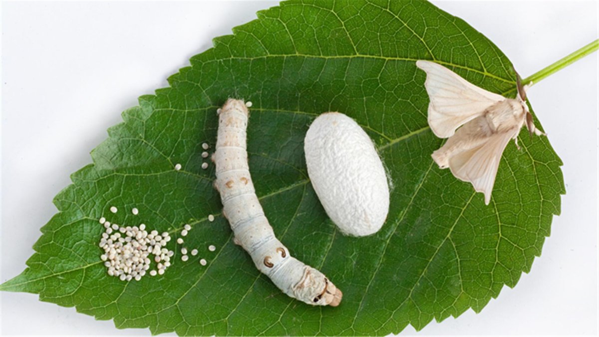 Тутовый шелкопряд кокон