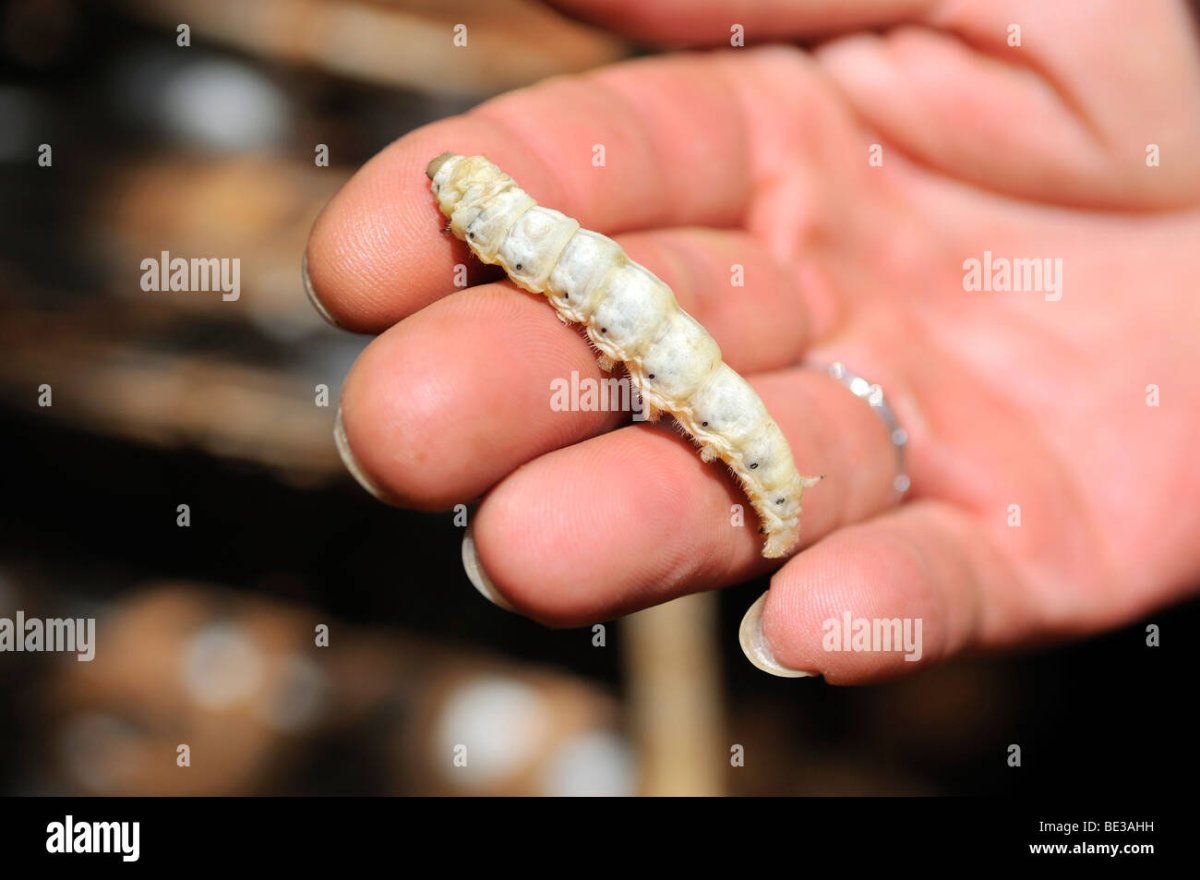 Кленовый мучнистый червец