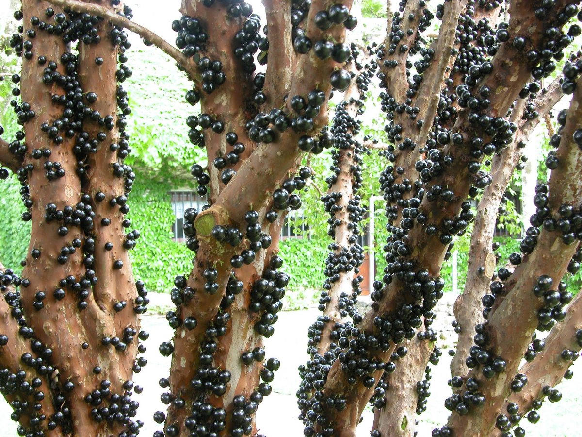 Нить которую вырабатывает гусеница шелкопряд