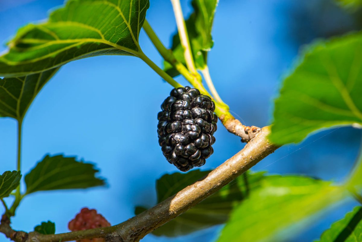 Шелковица Владимирская