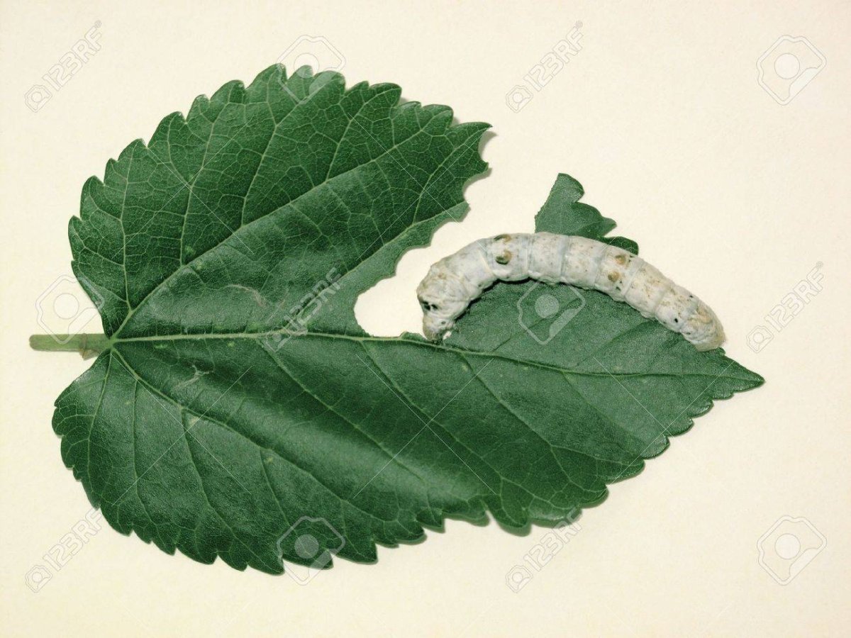 Silkworm Mulberry Leaf