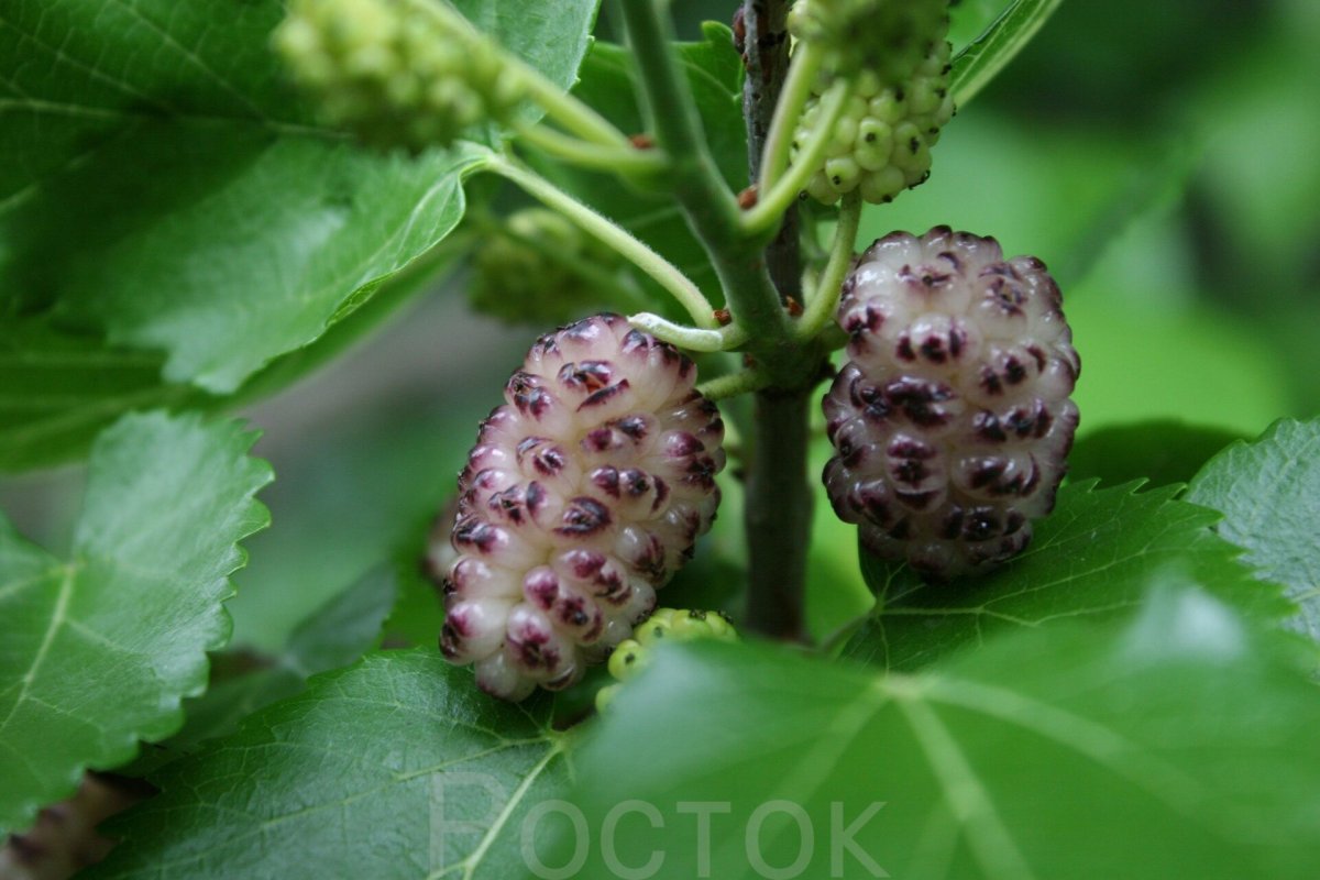 Гималайская шелковица