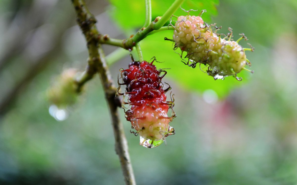 Гималайская шелковица