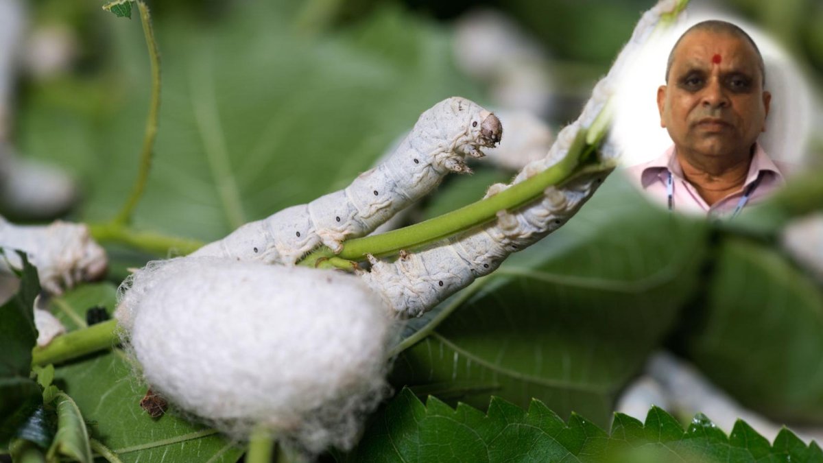 Шелковица и тутовый шелкопряд