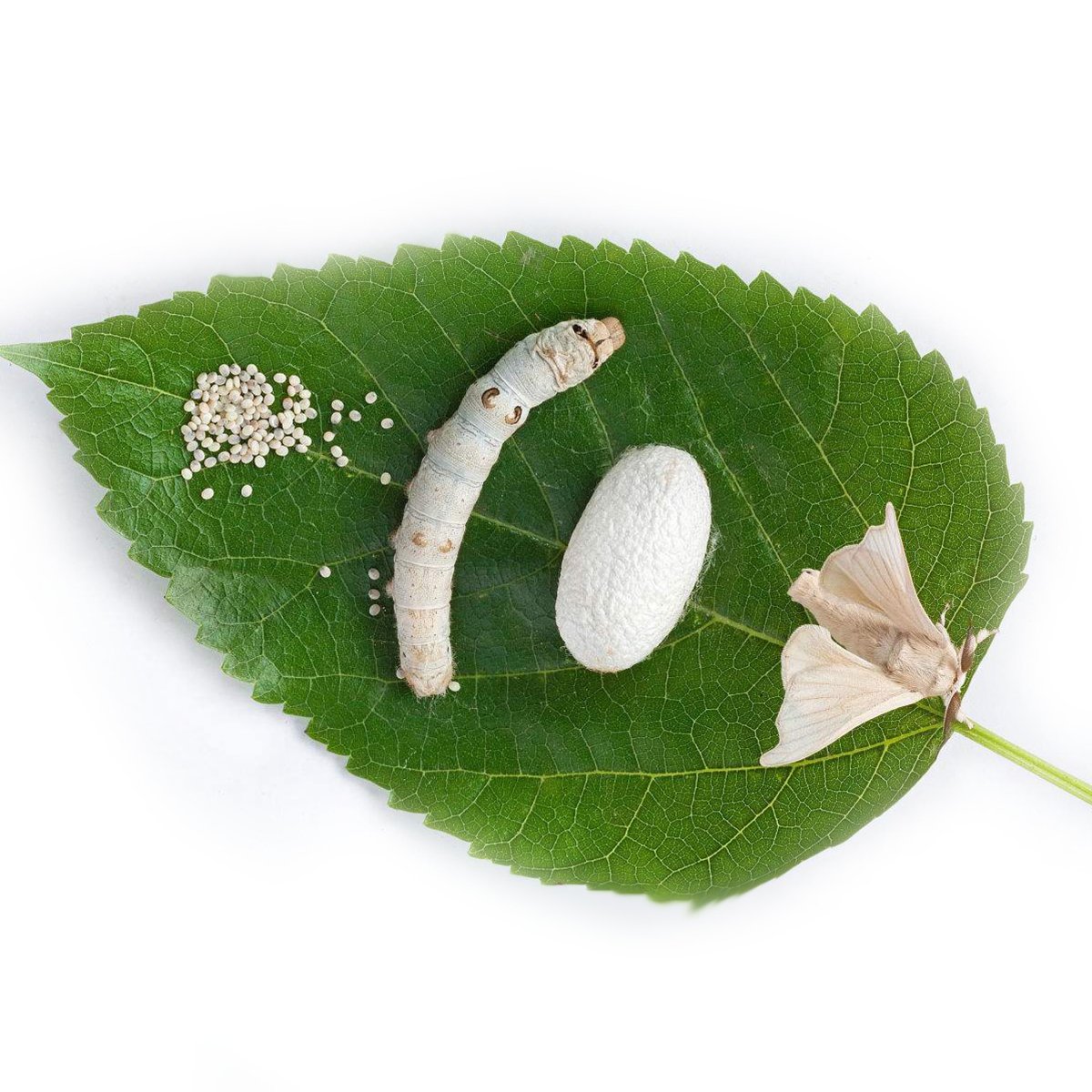 Тутовый шелкопряд гусеница