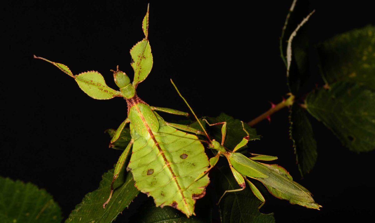 Аннамский палочник