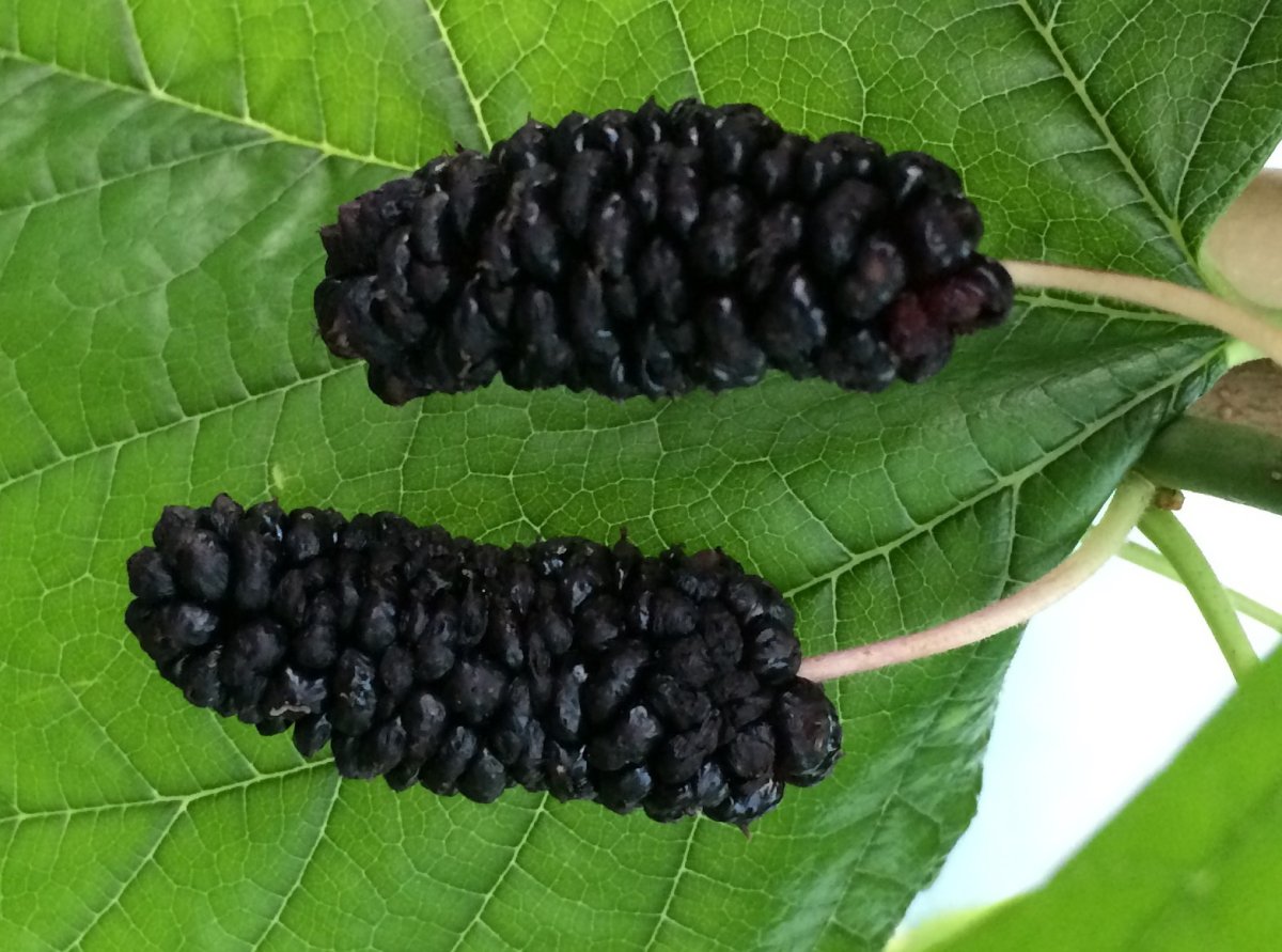 Шелковица Illinois Everbearing