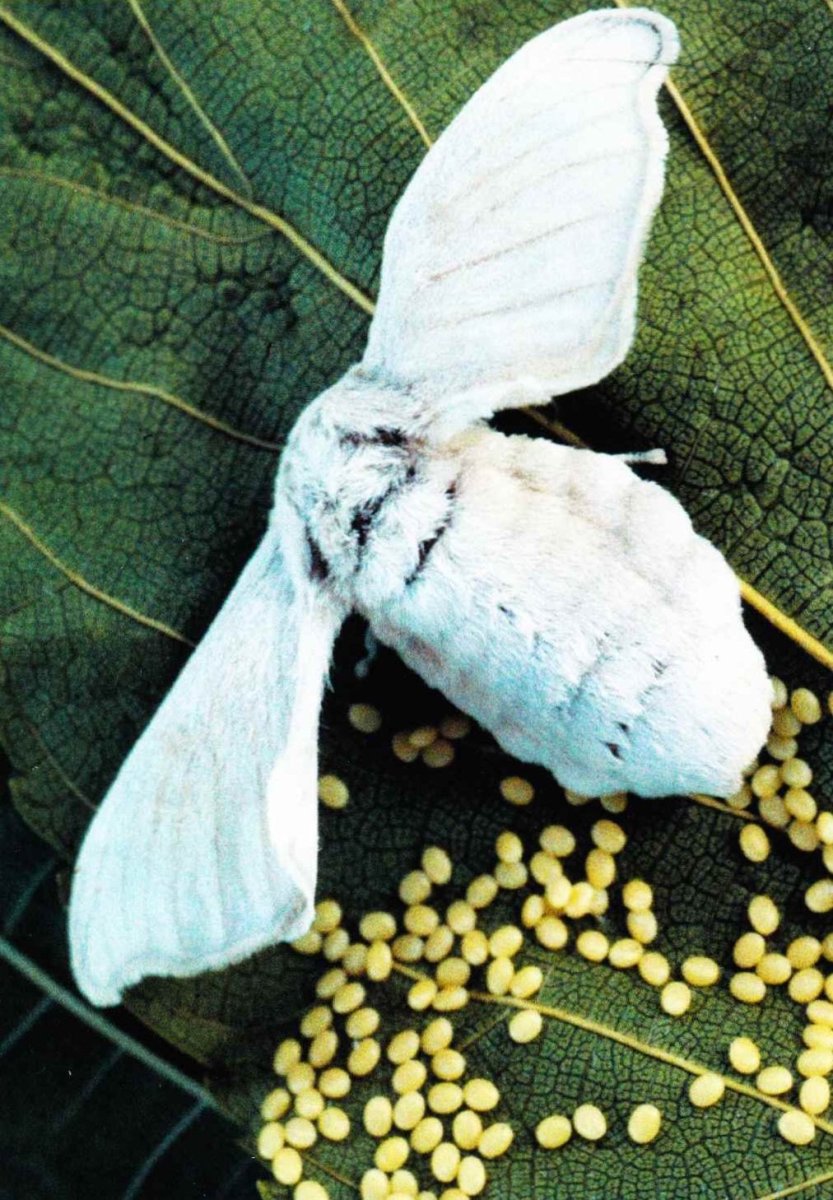 Тутовый шелкопряд гусеница