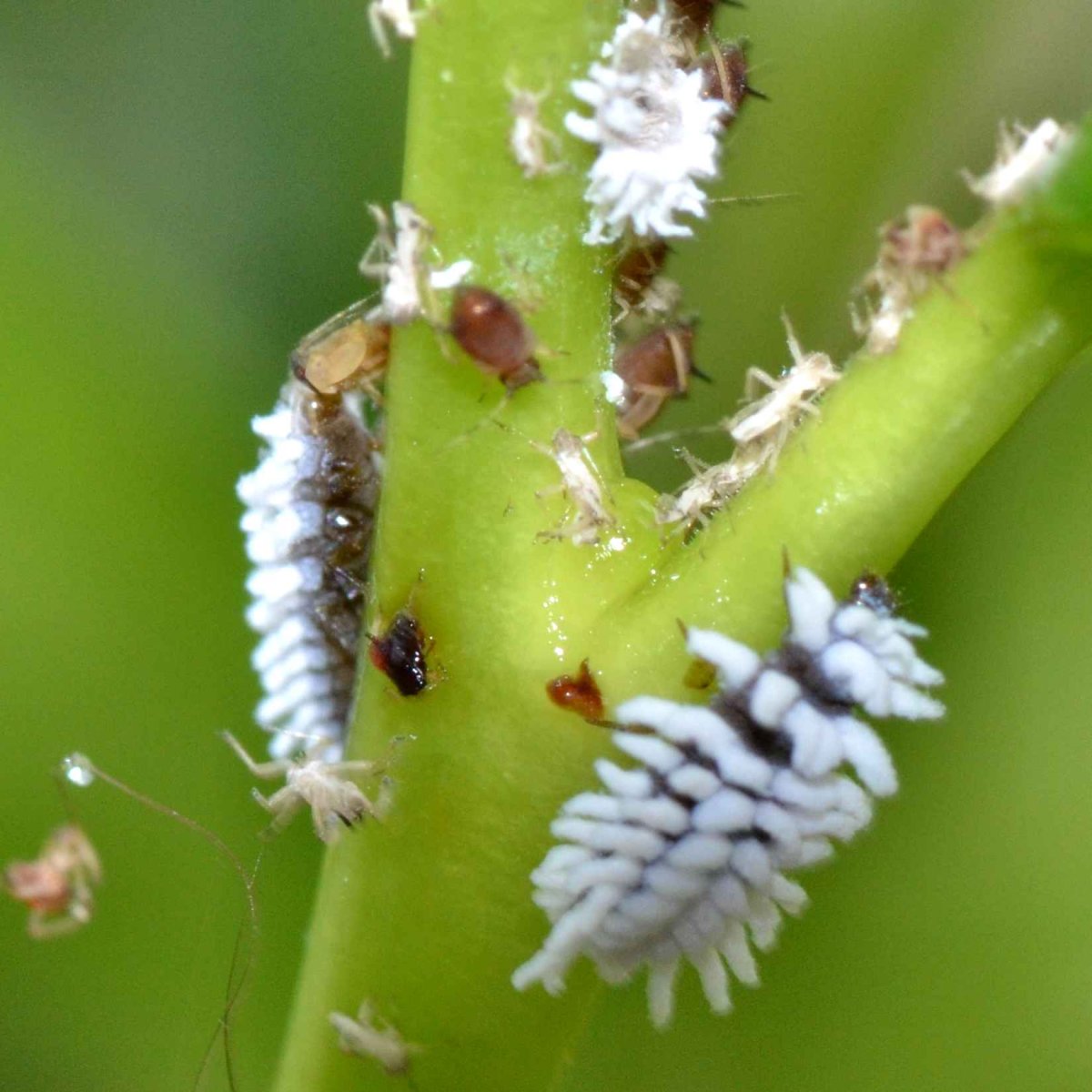 Black Caterpillar чёрная гусеница