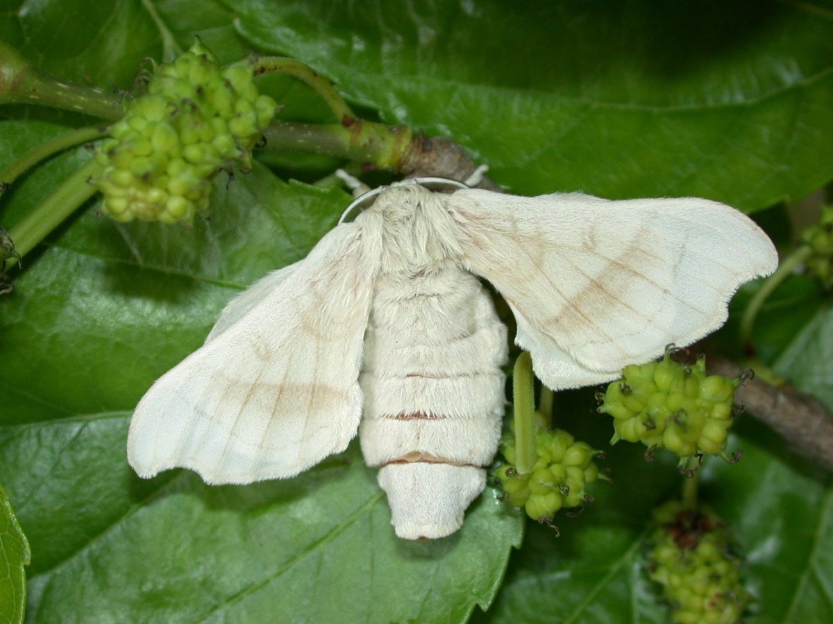 Тутовое дерево шелкопряд