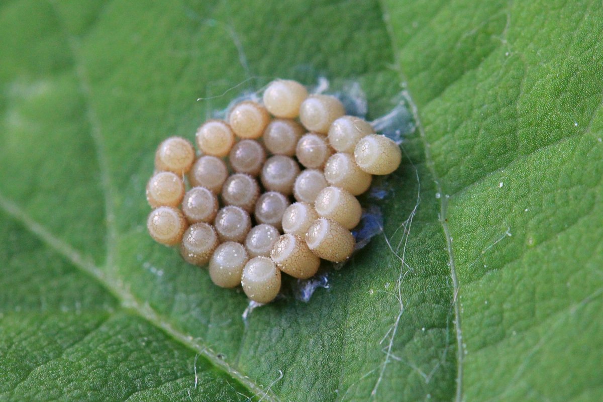 Яйца клопа ромбовика