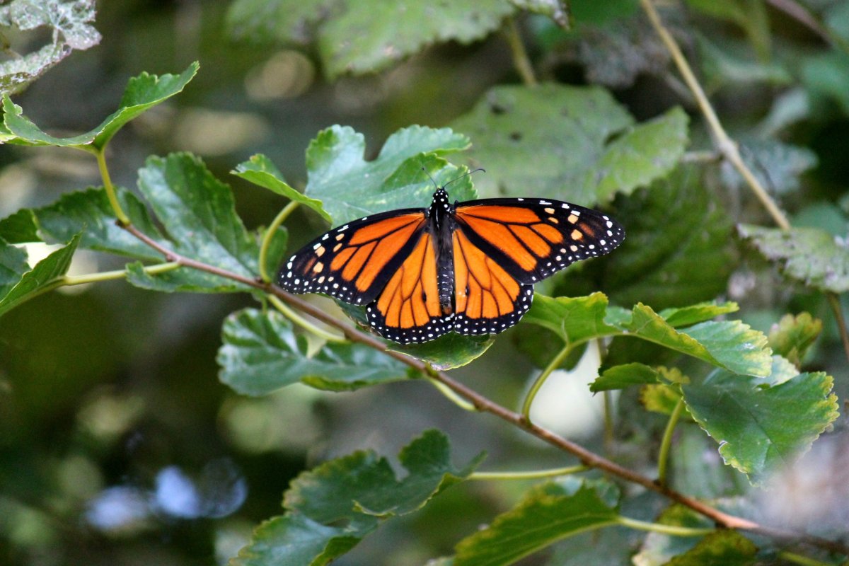 Бабочка Монарх в полете