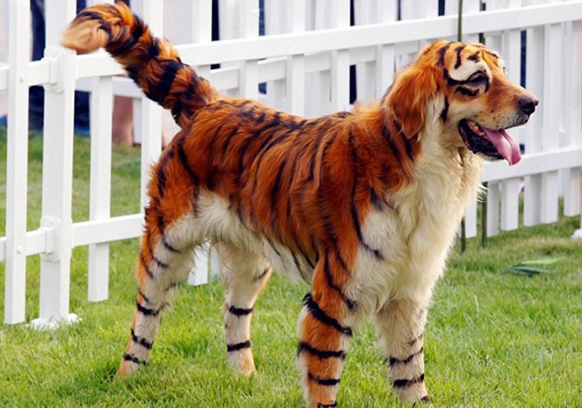 Любопытная собака