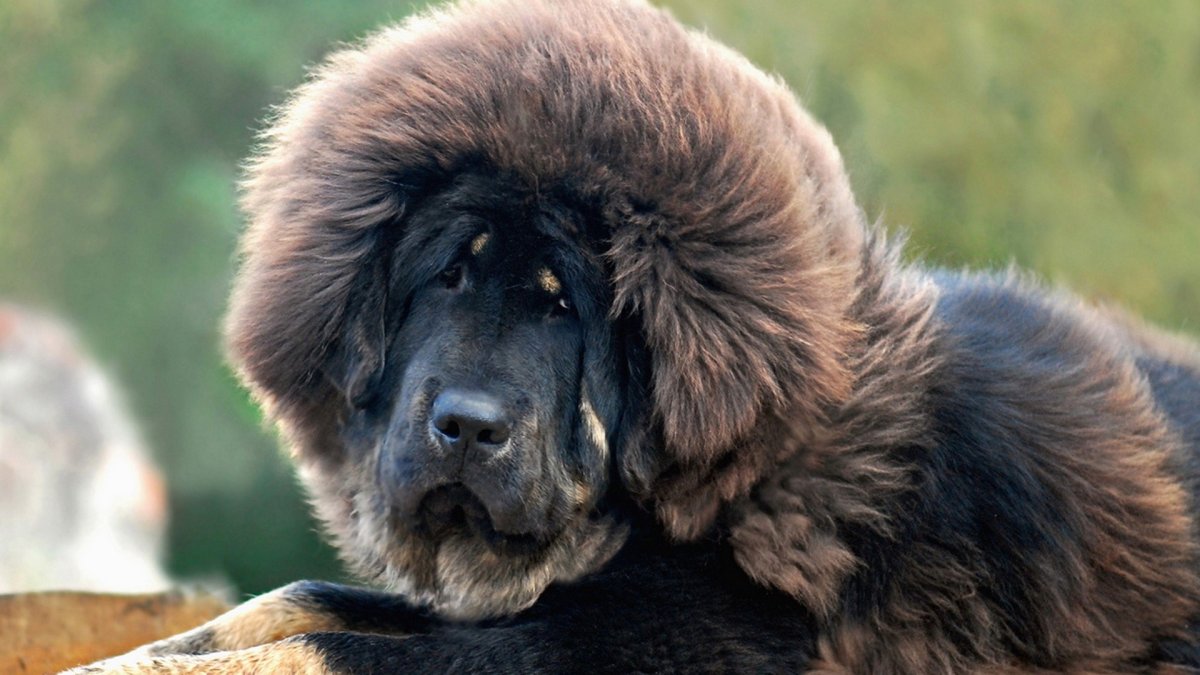 Шпиц померанский карликовый