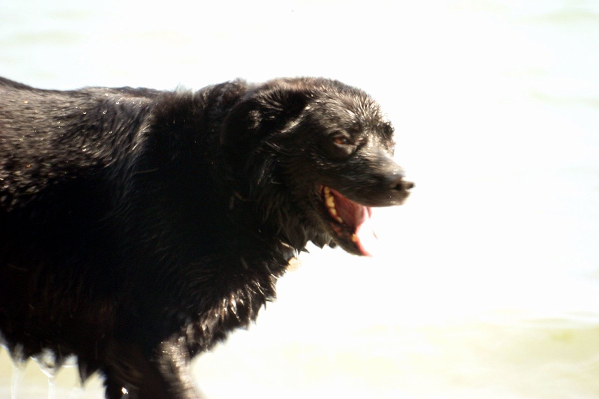 Гиеновидная собака: Африканская Дикая