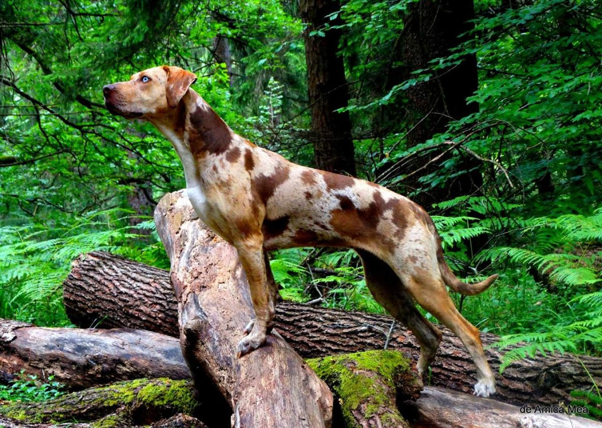 Леопардовая гончая