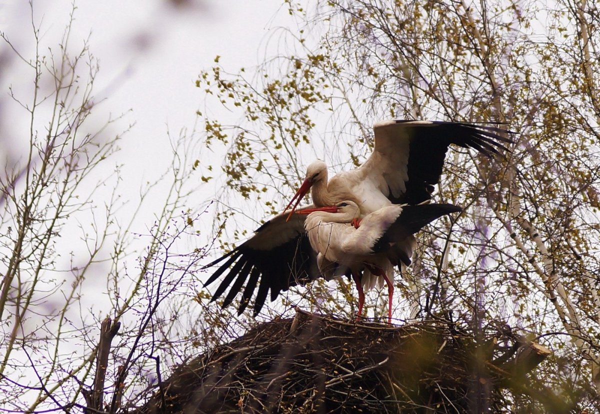 Аист в природе