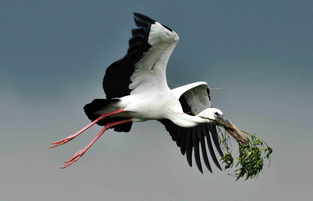 Аист вид сверху