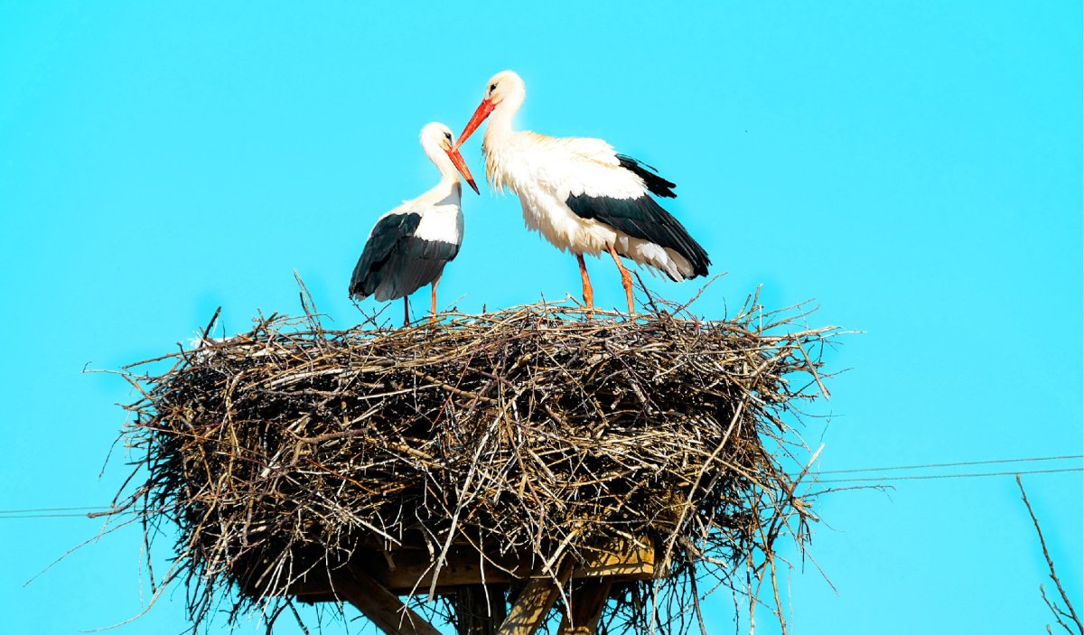 Аисты семья в гнезде
