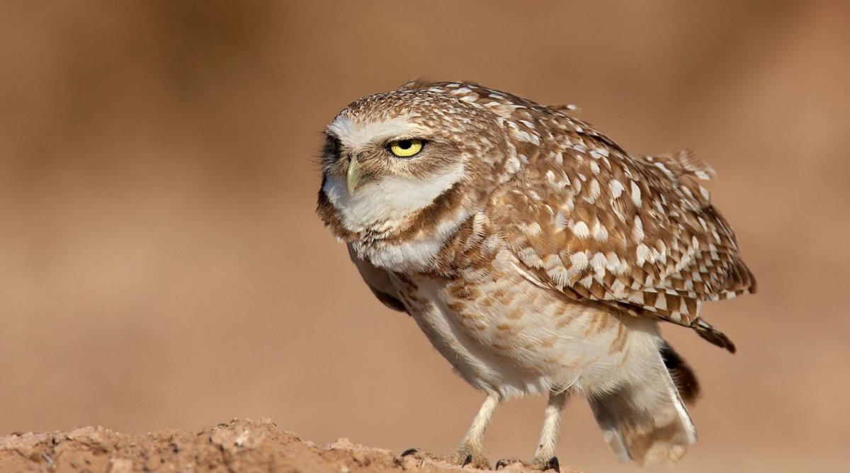 Кроличий Сыч