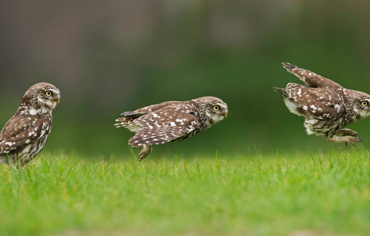 Кроличий Сыч