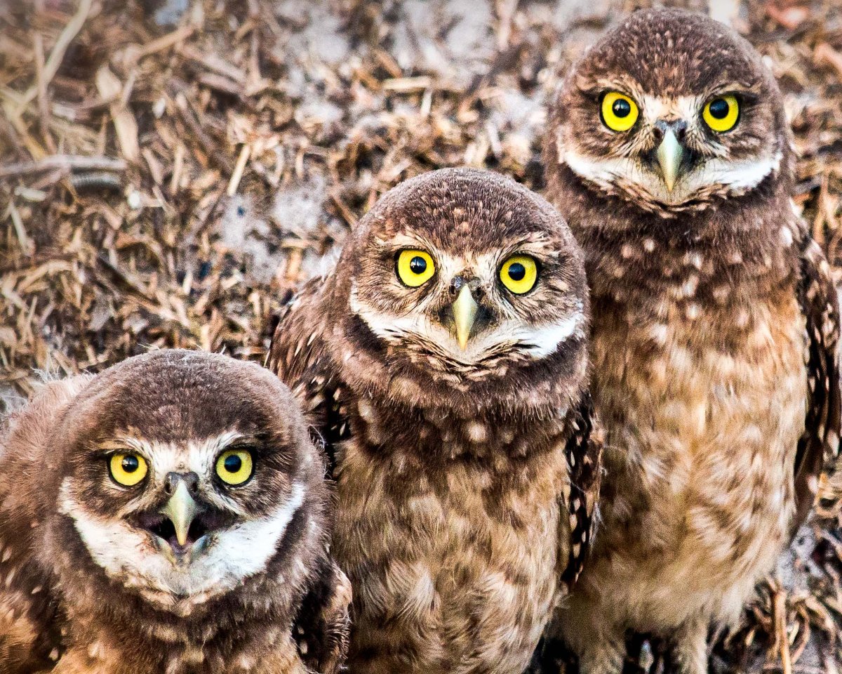 Семейство совиных