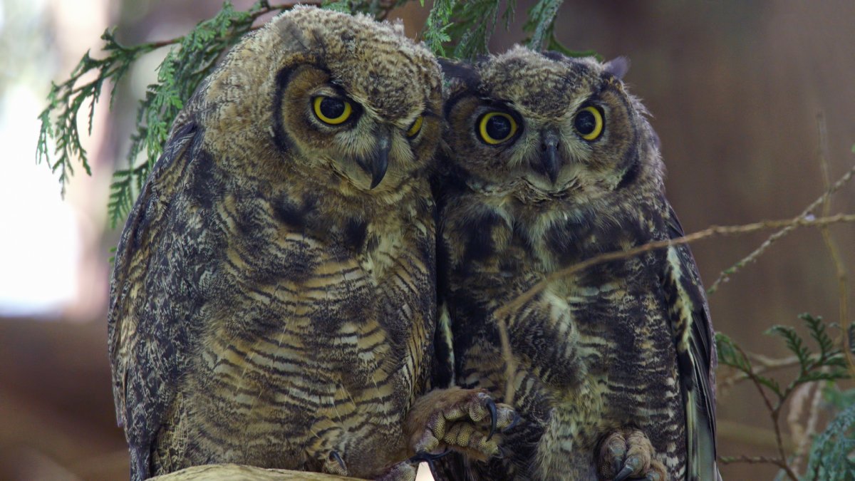Совы семейства Совиные