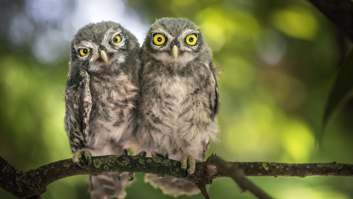 Заставка на рабочий стол Сова
