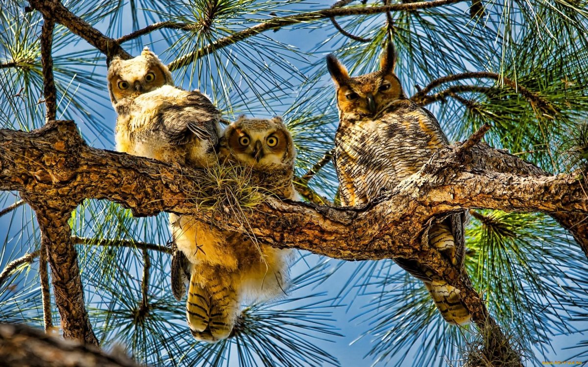 Филин и Рысь