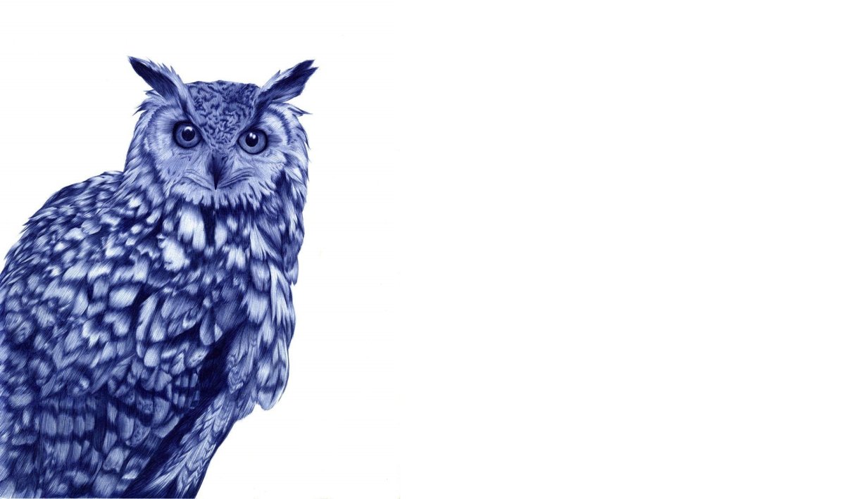 Филин на белом фоне