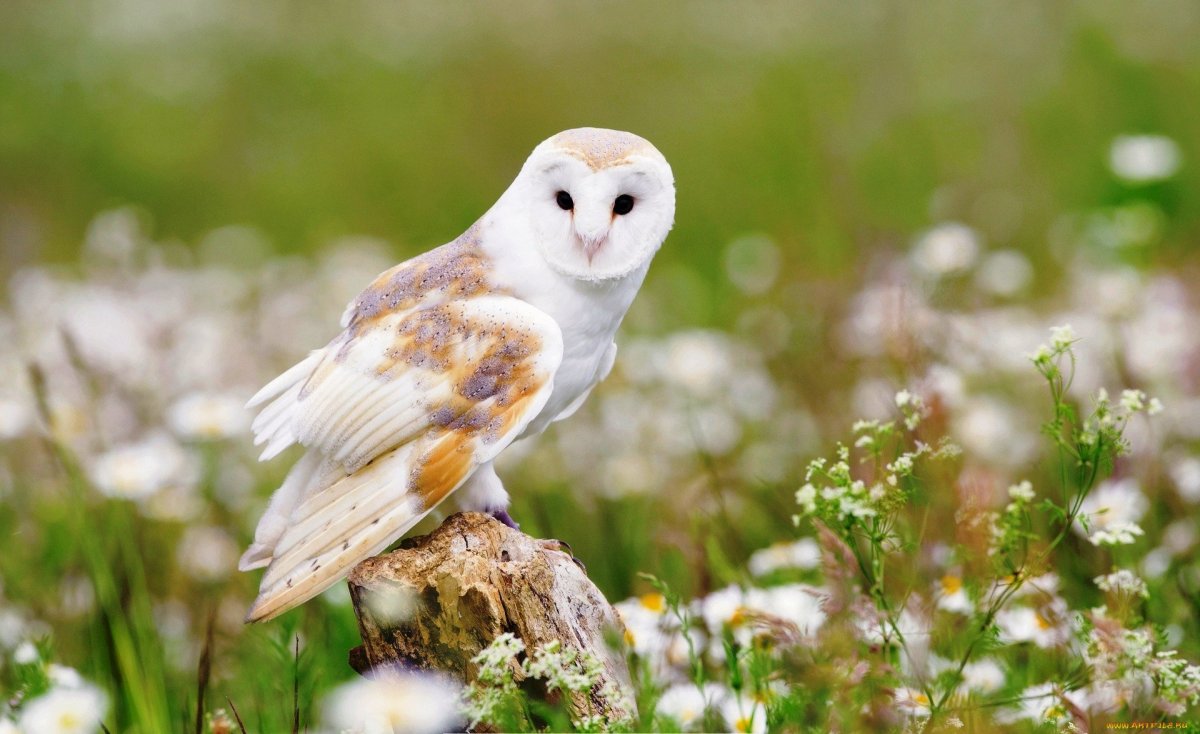 Сова сипуха белая