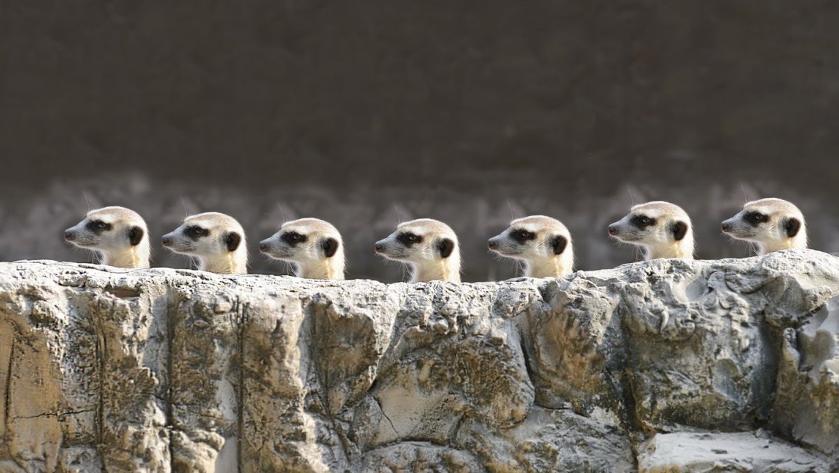 Популяция сурикатов