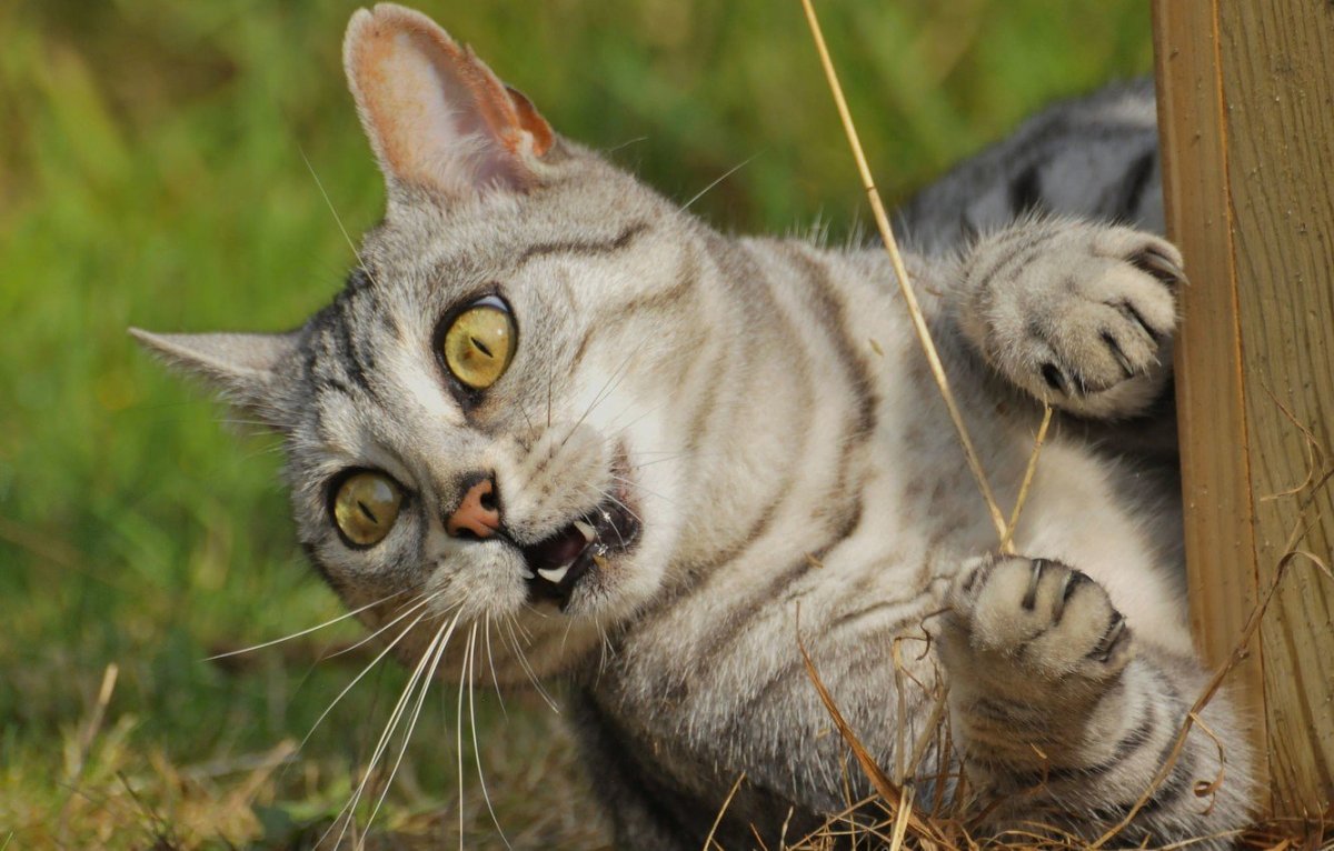 Испуганный кот