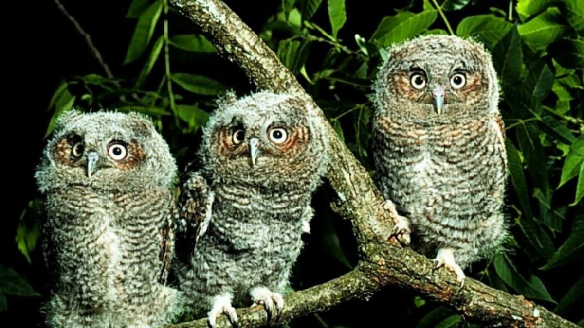 Много совят