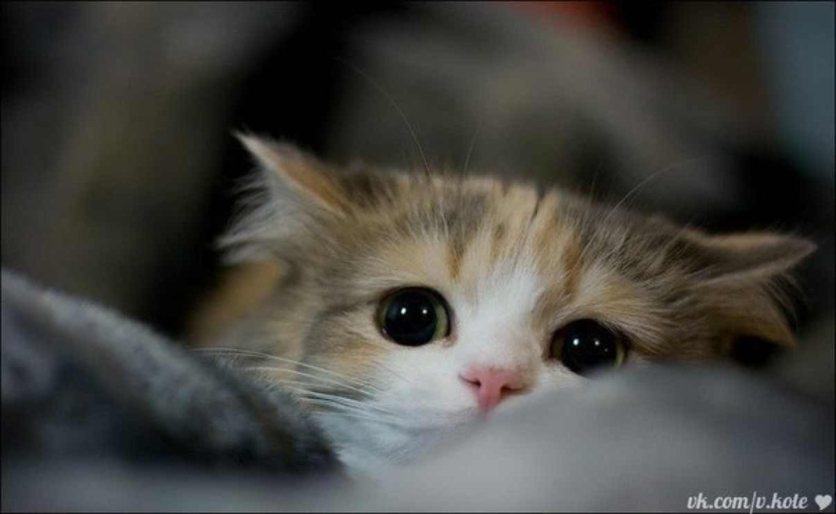 Испуганные котята милые